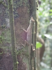 Anolis fuscoauratus