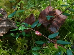 Exobasidium rostrupii