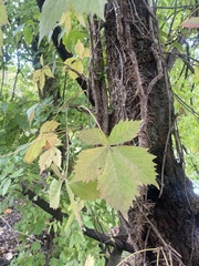 Parthenocissus quinquefolia