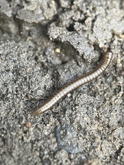 Brachyiulus
