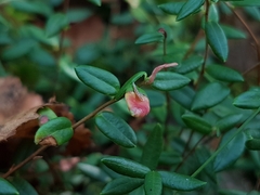 Exobasidium rostrupii