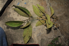 Nectandra acutifolia