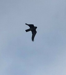 Falco longipennis
