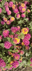 Lantana horrida