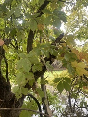 Parthenocissus quinquefolia