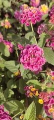 Lantana horrida
