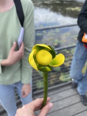 Nuphar