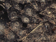 Annulohypoxylon