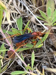Tachypompilus ferrugineus