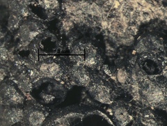 Annulohypoxylon