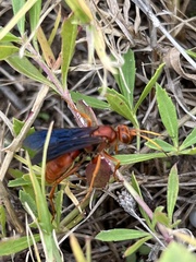 Tachypompilus ferrugineus