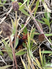 Tachypompilus ferrugineus