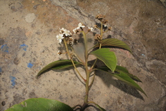 Nectandra acutifolia