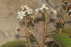 Nectandra acutifolia