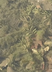 Potamogeton epihydrus