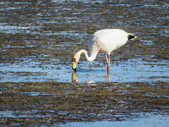 Phoenicoparrus jamesi