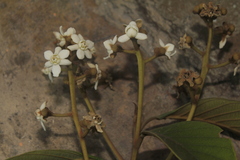 Nectandra acutifolia