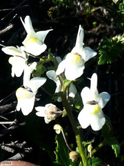 Nemesia anisocarpa