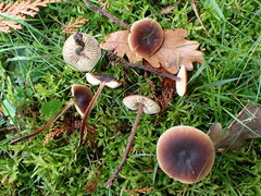 Macrocystidia cucumis