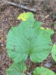 Vernicia fordii