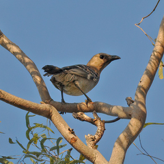 Chlamydera nuchalis