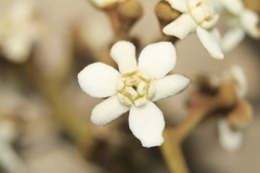 Nectandra acutifolia