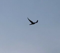Falco longipennis