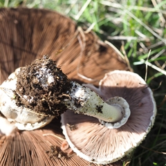Agaricus arvensis