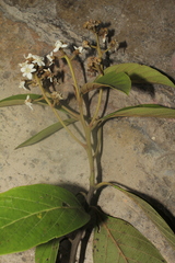 Nectandra acutifolia