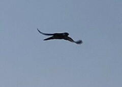 Falco longipennis