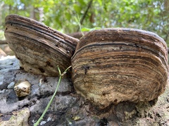 Ganoderma zonatum