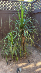 Beaucarnea recurvata