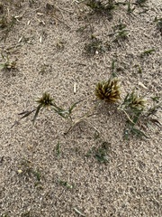 Cyperus lupulinus