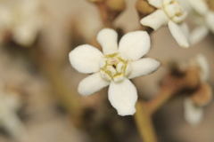 Nectandra acutifolia