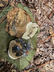 Ganoderma zonatum