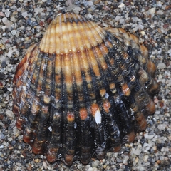 Acanthocardia echinata