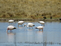 Phoenicoparrus jamesi