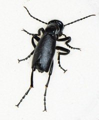 Meloinae