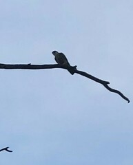 Falco longipennis