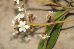 Nectandra acutifolia