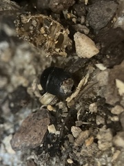 Pangaeus bilineatus