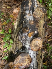 Ganoderma zonatum