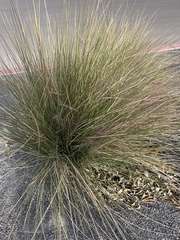 Nassella tenuissima