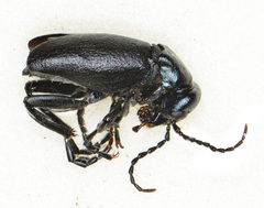 Meloinae