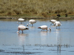 Phoenicoparrus jamesi