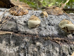 Ganoderma zonatum