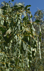 Acacia bancroftiorum