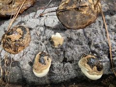 Ganoderma zonatum