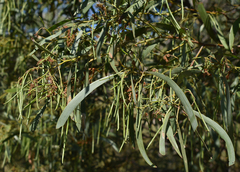 Acacia crassa crassa
