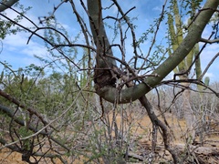 Phoradendron californicum